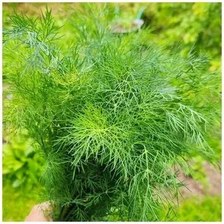 تصویر 1 از خرید ارزان ترین شوید خشک پفکی داراب